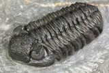 Adrisiops weugi Trilobite - New Phacopid Species #90030-3